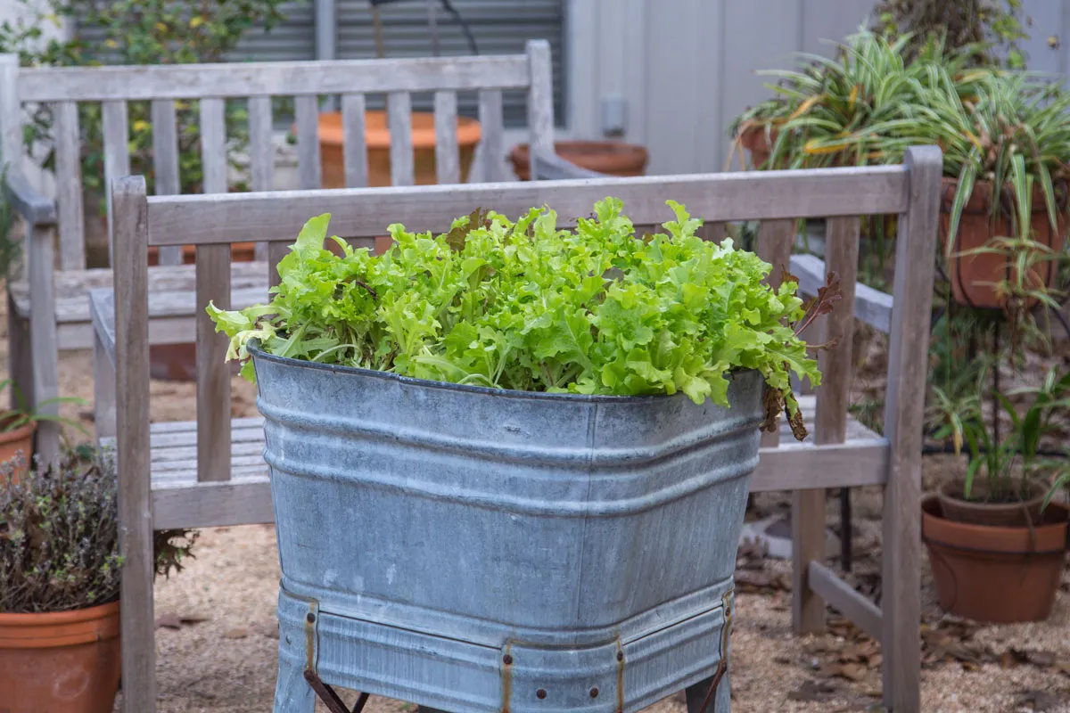 A metal planter with lettuce growing in it.