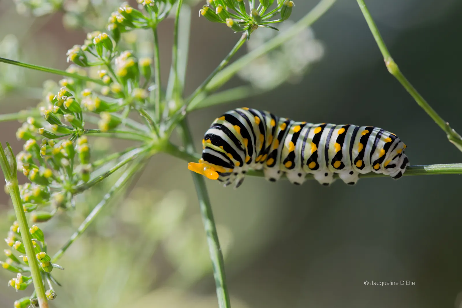One of many on this parsley plant