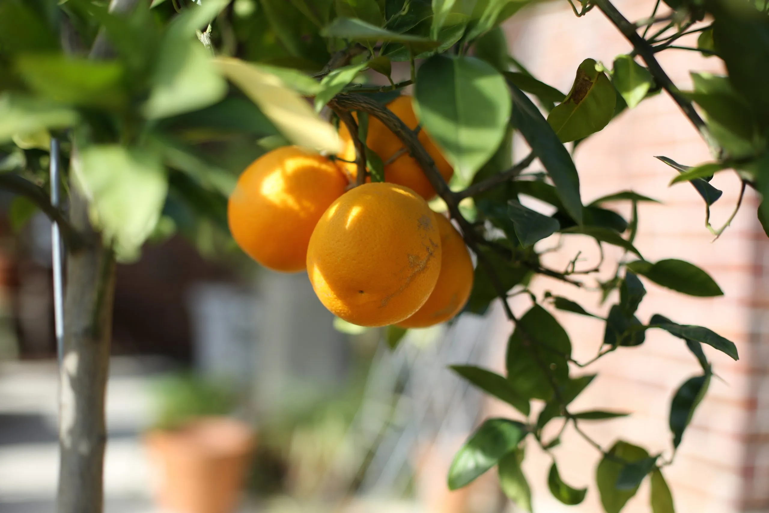 A bunch of oranges hanging from a tree.