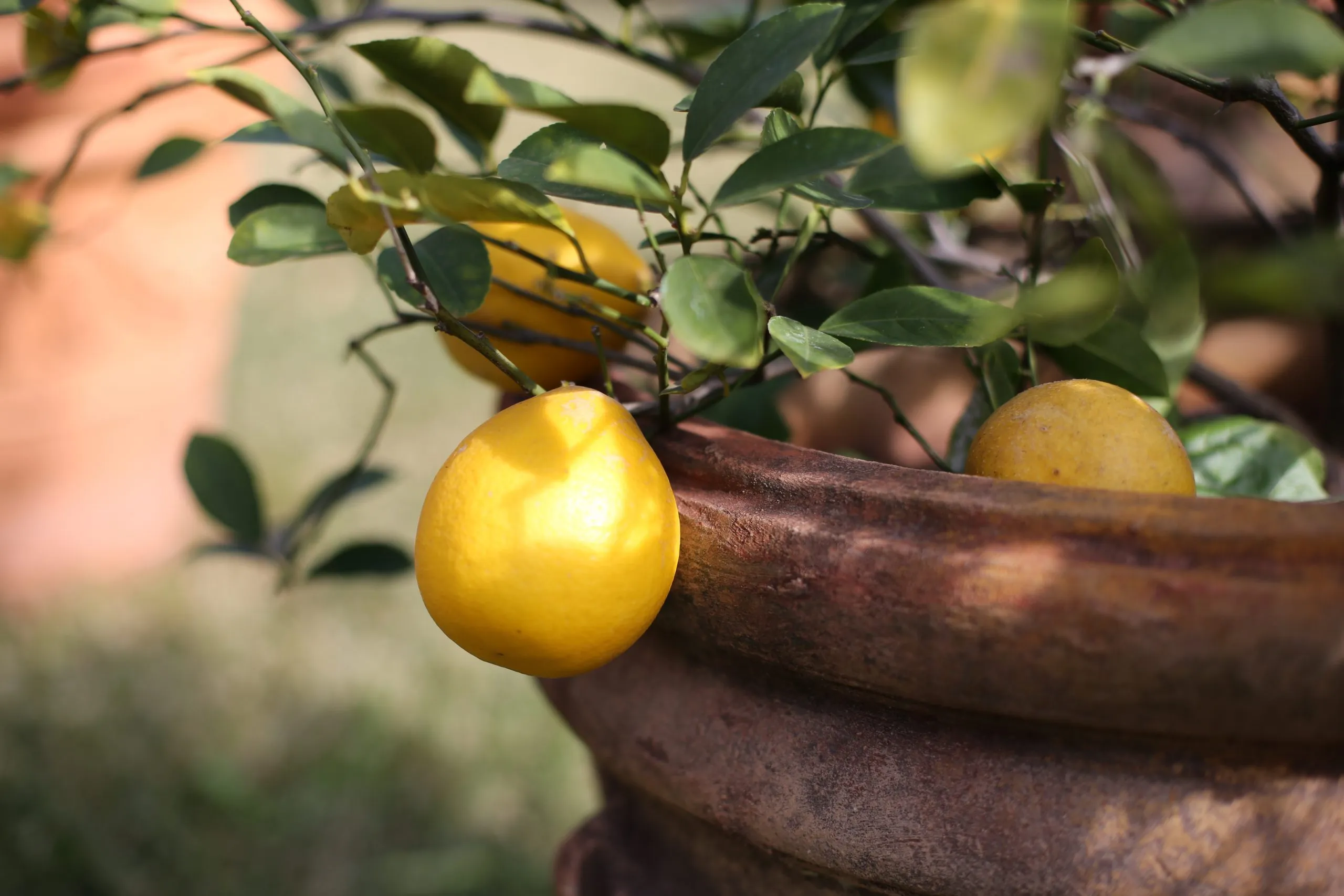 A pot of lemons hanging from a tree.