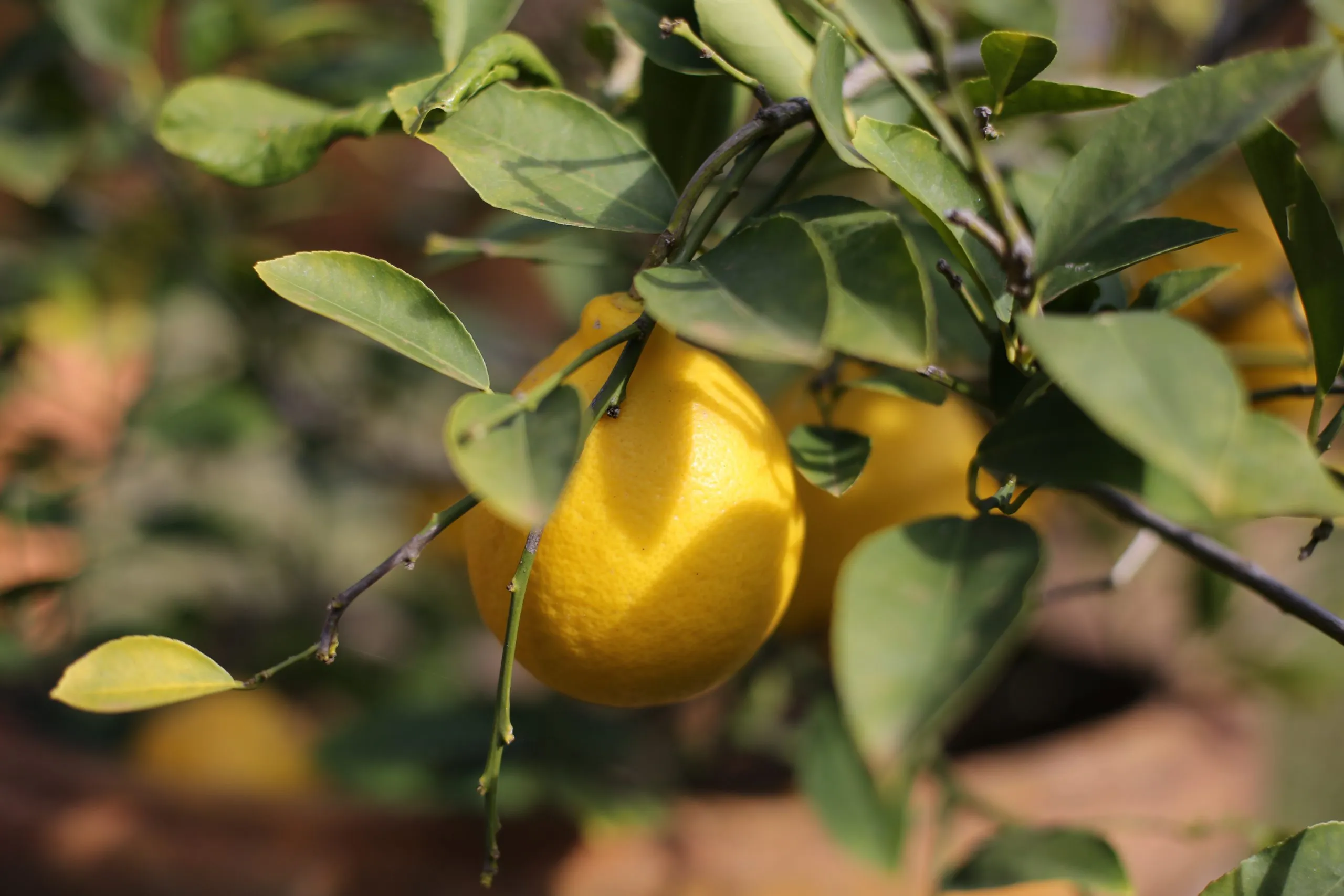 A bunch of lemons hanging from a tree.