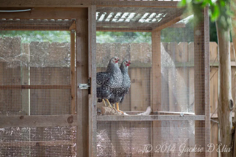Chickens in the Coop