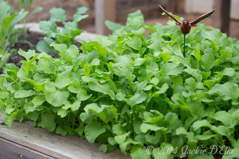 Radishes in Raised Bed