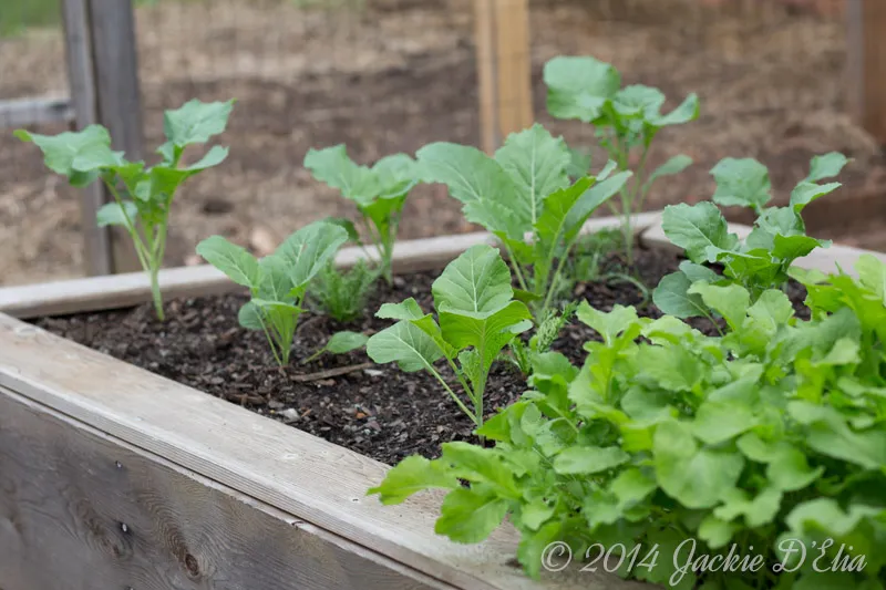 Fall Leafy Veggies
