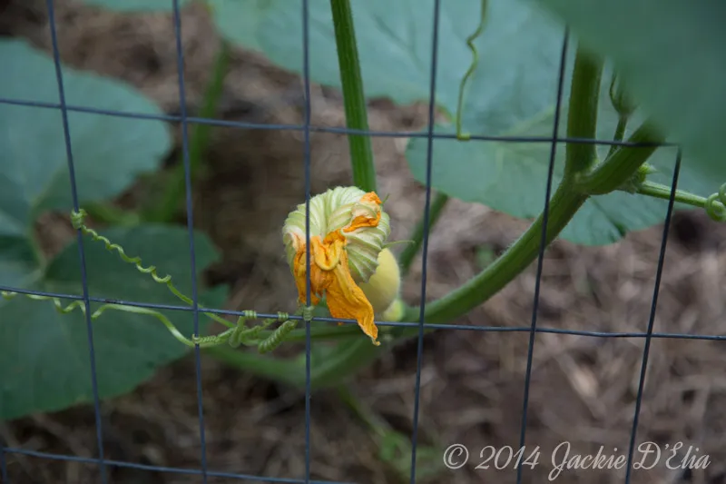 Yellow Squash Vines