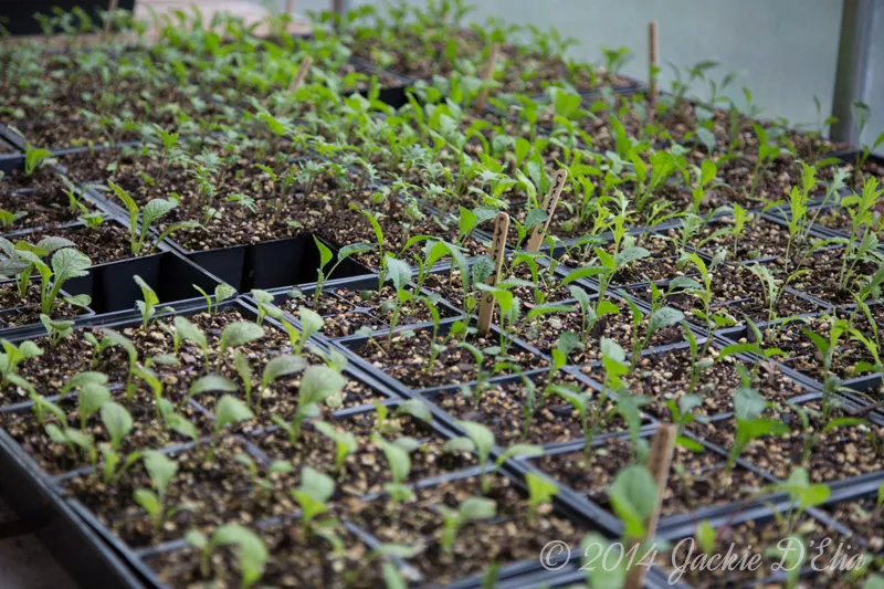 Greenhouse Heirloom Seedlings