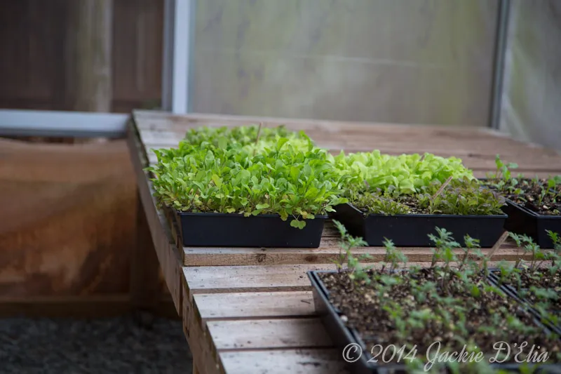Heirloom Seedlings