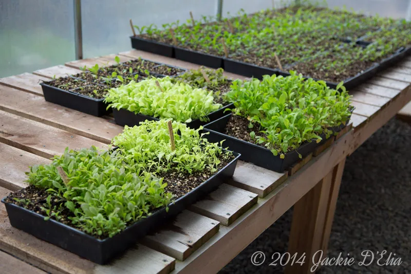 Heirloom Seedlings