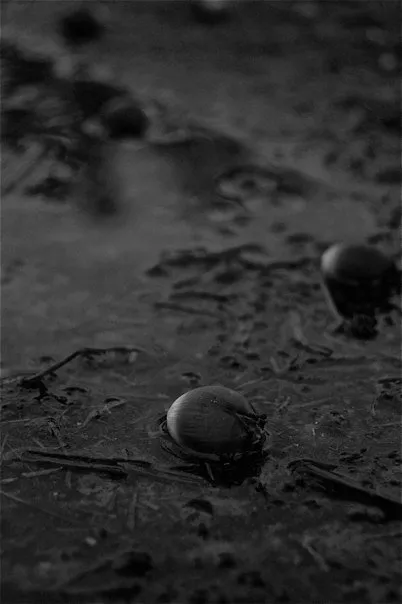 Black and white photo of water droplets on a puddle.