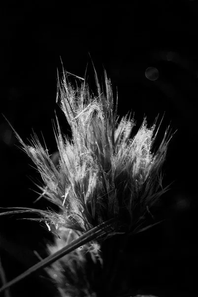A black and white photo of a flower.
