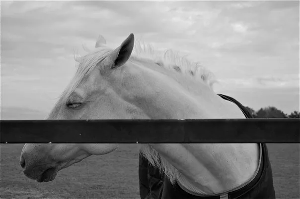 A white horse looking over a fence.