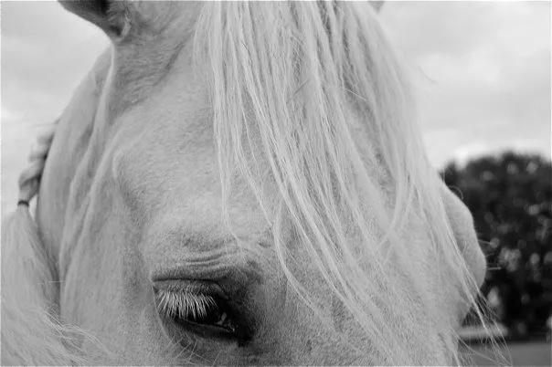 A close up of a white horse's face.