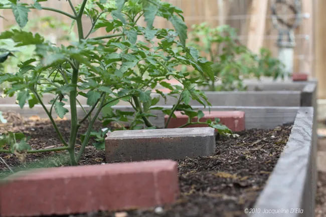 A raised garden bed with bricks in it.