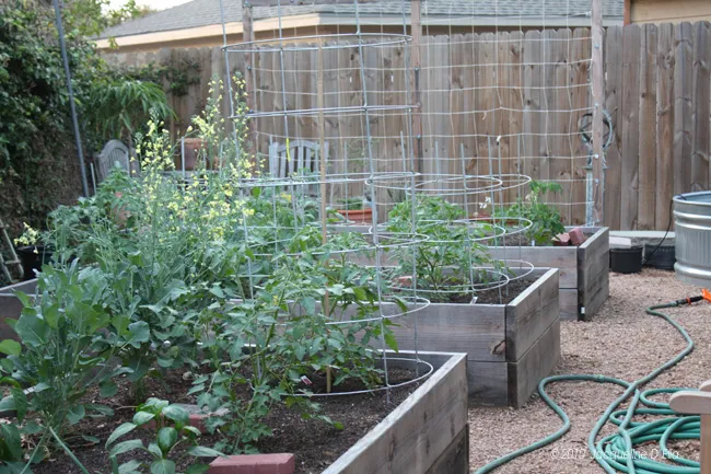 A garden with raised beds and a hose.