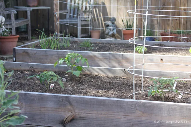 A raised garden bed with plants in it.