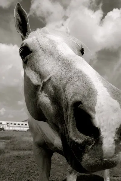 A black and white photo of a horse.