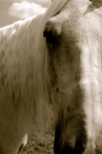 A close up of a horse's face.