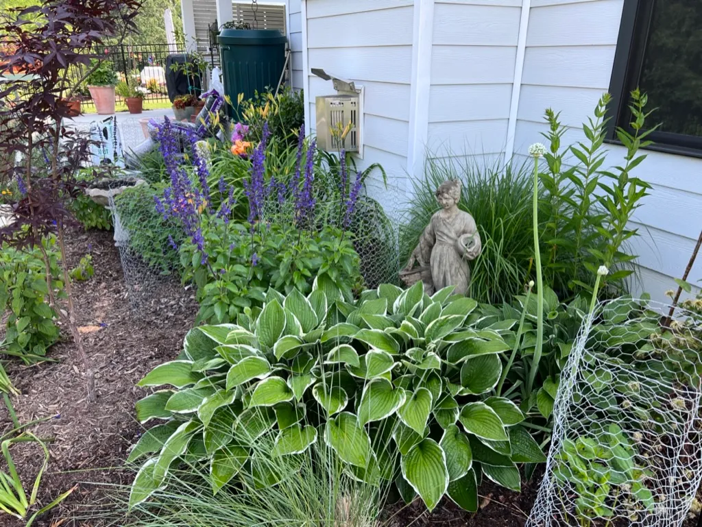 Hosta 'Francee' plantain lily
