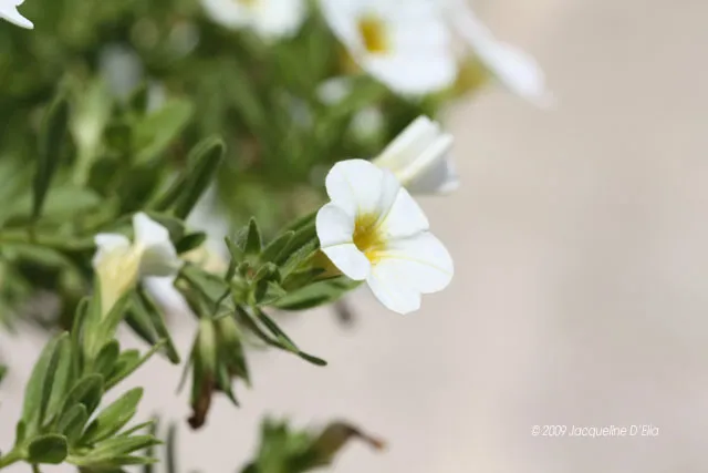 A close up of white flowers on a plant.