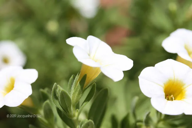 A close up of white flowers with yellow centers.
