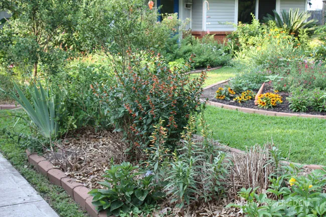 A front yard with bushes and flowers.