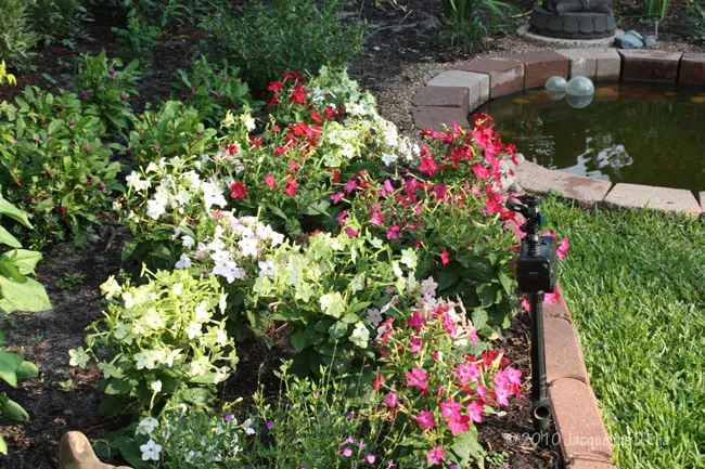 A garden with flowers and a pond.