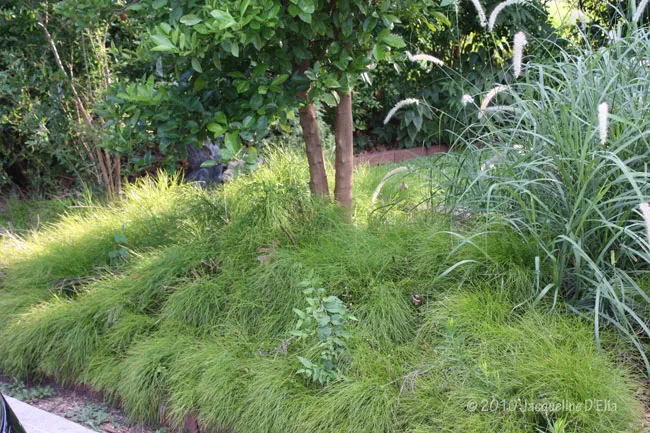 A garden with a lot of grass and trees.
