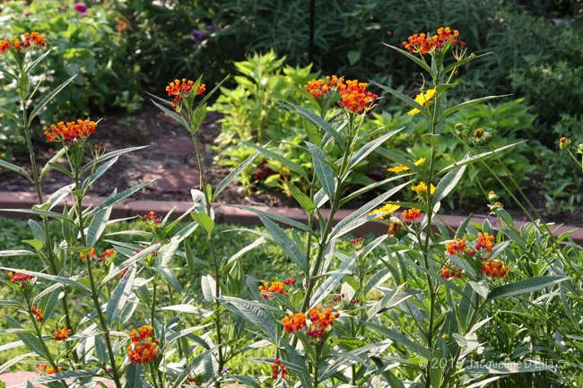 Milkweed