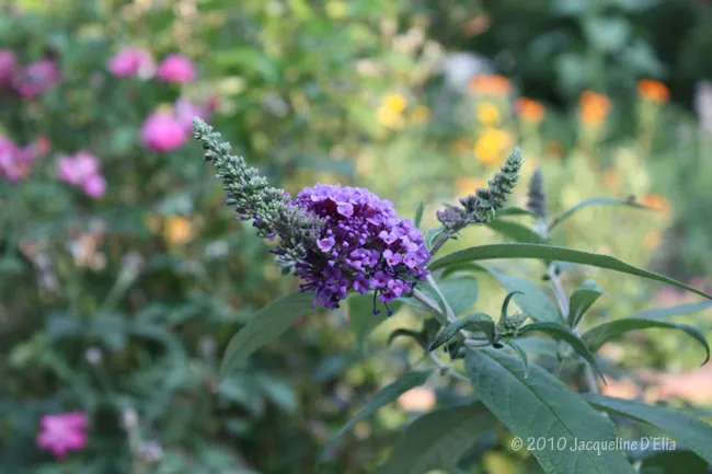 A purple flower in the middle of a flower garden.