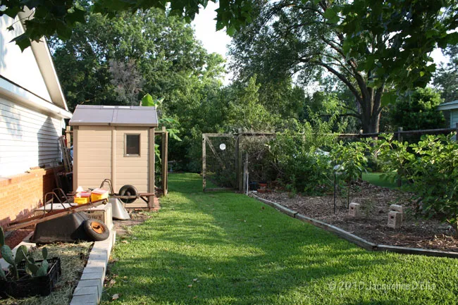 A small backyard with a shed.