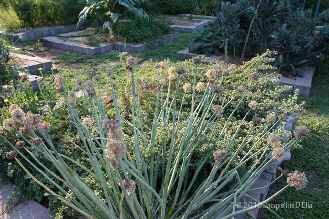 A garden with a lot of plants in it.