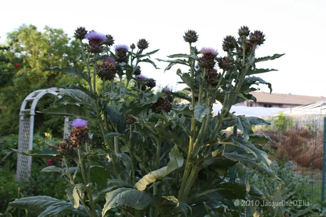 Thistle in the garden with purple flowers.