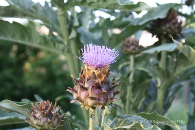 A purple thistle flower is growing in a garden.