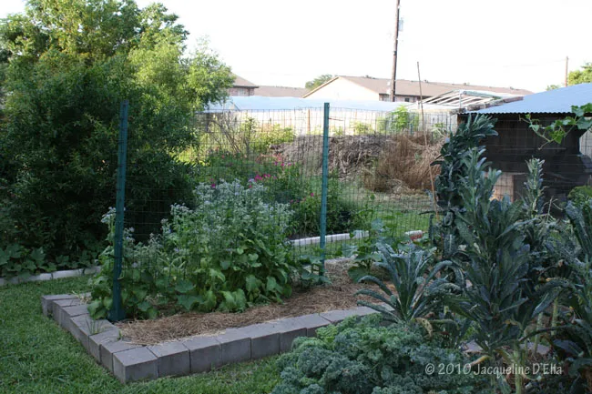 A vegetable garden in a backyard.