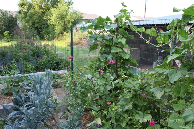 A garden with a fence.