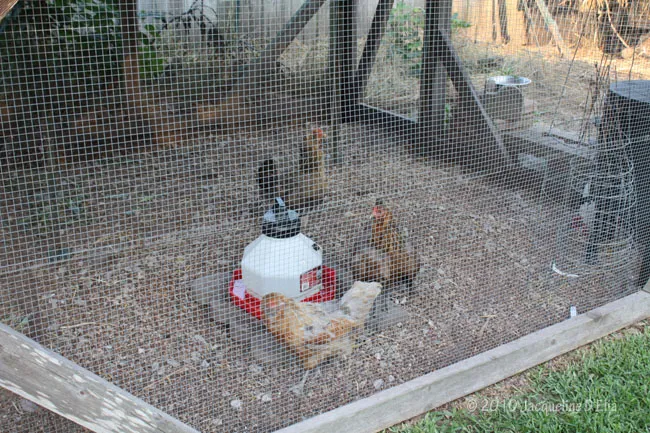 Chickens in a chicken coop with a water bottle.