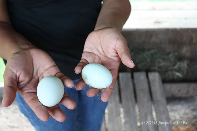 Two blue eggs in a woman's hands.
