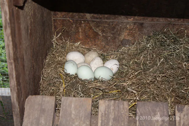 The eggs are in a wooden box with hay.