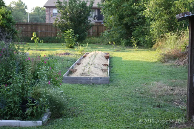 A raised garden bed in a backyard.