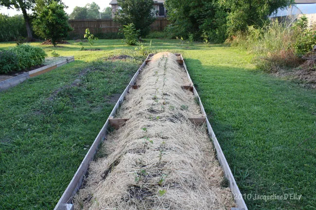 A bed of hay is laid out in a garden.