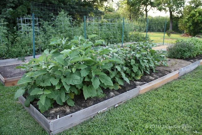A raised garden bed with plants growing in it.