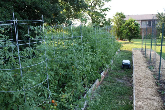 A garden with tomato plants in a raised bed.