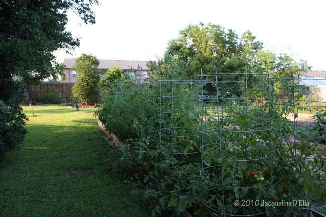 A garden in a backyard with a fence.