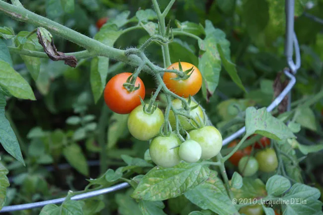 Tomatoes growing on a vine in a garden.