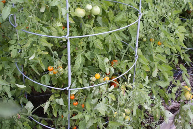 A tomato plant is growing in a trellis.