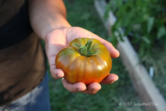 A person holding a tomato in their hand.