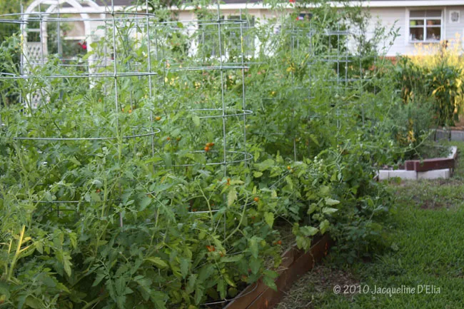 A garden bed with tomato plants in it.