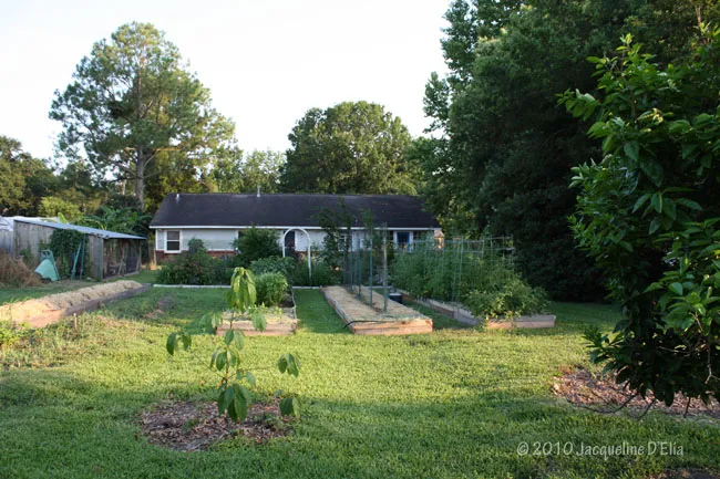 A yard with a house and a vegetable garden.