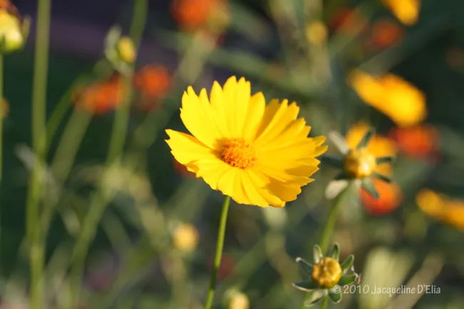 A yellow flower with orange flowers in the background.