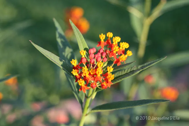 A flower with orange and yellow flowers in a field.